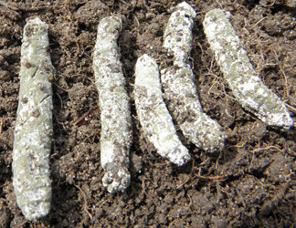 infected crane fly larvae